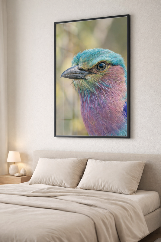 Lilac Breasted